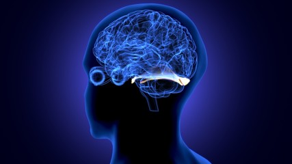 Obraz premium 3d render of human body brain anatomy