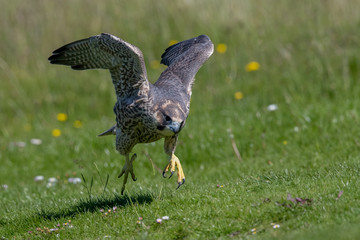 Peregrine Falcon Leaping