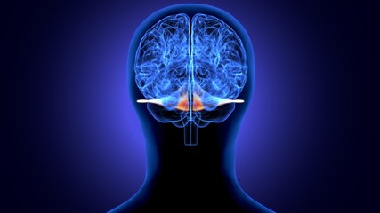 Fototapeta premium 3d render of human body brain anatomy
