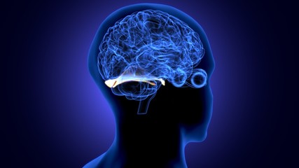 Fototapeta premium 3d render of human body brain anatomy