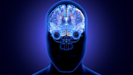 3d illustration of human body organ (brain anatomy)