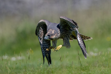 Peregrine Falcon Flying