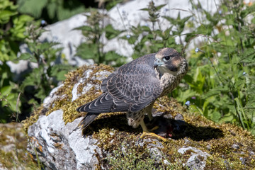 Peregrine Falcon Perched