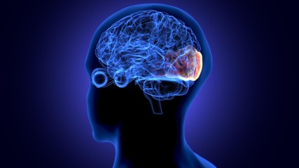 3d illustration of human body organ (brain anatomy)