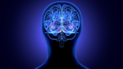 Fototapeta na wymiar 3d illustration of human body organ (brain anatomy)
