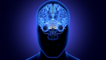 3d illustration of human body organ (brain anatomy)