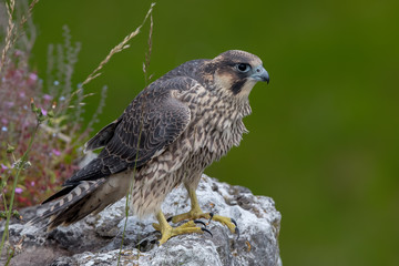 Peregrine Falcon Perched