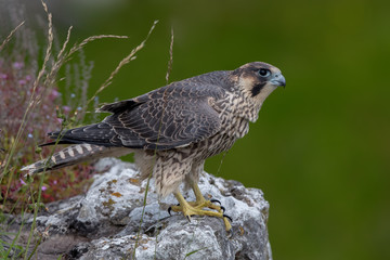 Peregrine Falcon Perched
