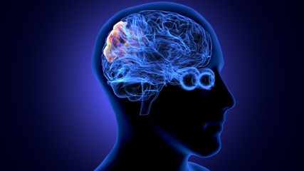 3d illustration of human body organ (brain anatomy)