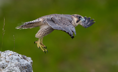 Peregrine Falcon Flying