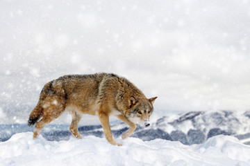 Wolf in a snow on winter background