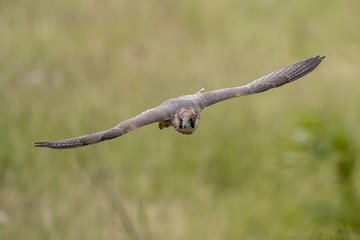 Peregrine Falcon Flying