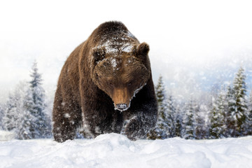 Bear in a snow on winter background