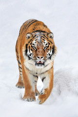 Tiger in a snow on winter background