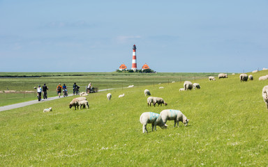 Schafherde vor dem Leuchtturm Westerheversand; Schleswig-Holstein; Deutschland