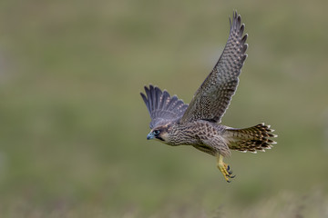 Peregrine Falcon Flying