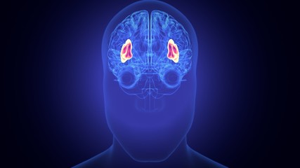 3d rendered medically accurate illustration of the brain anatomy - the thalamus