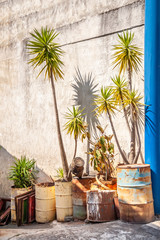 Palm trees in barrels on concrete wall background