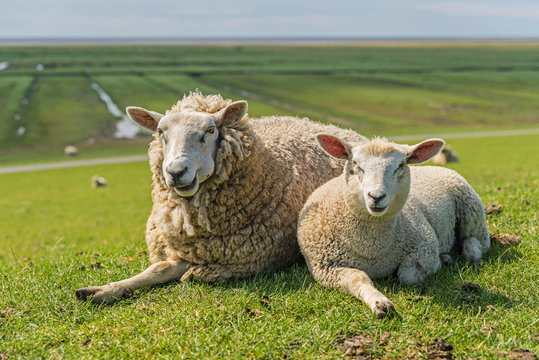 Schafherde vor dem Leuchtturm Westerheversand; Schleswig-Holstein; Deutschland
