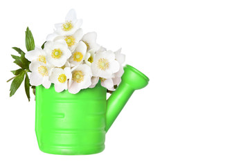 Bouquet of beautiful flowers in green watering can isolated on white background. Daisy flower in vase. Holidays concept 