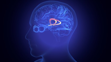 3d rendered medically accurate illustration of the brain anatomy - the caudate nucleus