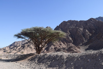 Dahab tree