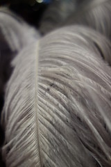 Macro of a large feather of aqua menthe color.
