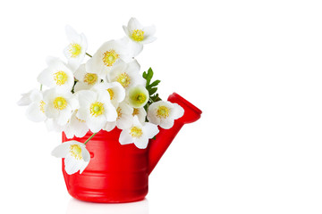 Bouquet of beautiful flowers in red watering can isolated on white background. Daisy flower in vase. Holidays concept 