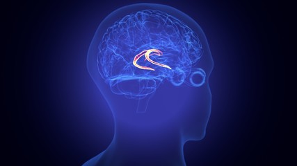 3d rendered medically accurate illustration of the brain anatomy - the caudate nucleus