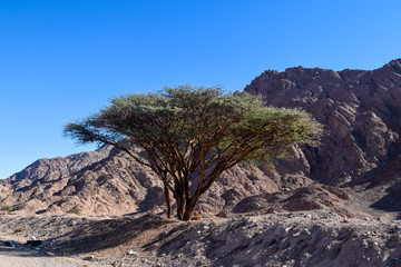Dahab tree