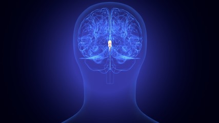 Fototapeta premium 3d render of human body brain anatomy