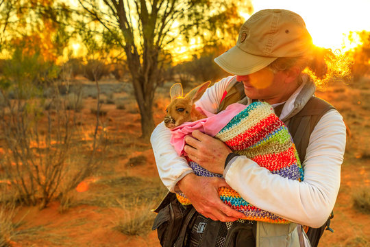 Tourist man holding orphaned baby kangaroo at sunset in Australian Outback, Red Center, Northern Territory