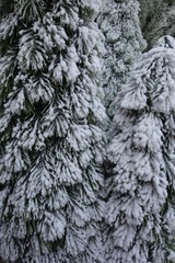 Macro of a small fake pine tree with snowy leaves.