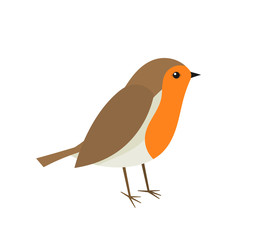 Cute robin bird.