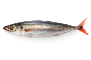 red tail horse mackerel isolated on white background