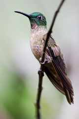 Fawn-breasted Brilliant (Heliodoxa rubinoides) on branch, Alambi Cloudforest, Ecuador