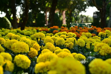 Beautiful flowers in the garden Blooming in the summer.Landscaped Formal Garden	