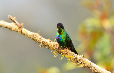 Obraz premium Feuerkehlkolibri 