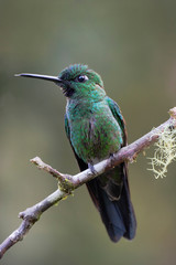 Green-crowned Brilliant (Heliodoxa jacula) male on branch, Alambi Cloudforest, Ecuador