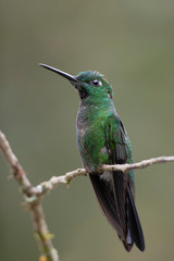 Green-crowned Brilliant (Heliodoxa jacula) male on branch, Alambi Cloudforest, Ecuador