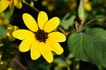Beautiful flowers in the garden Blooming in the summer.Landscaped Formal Garden	