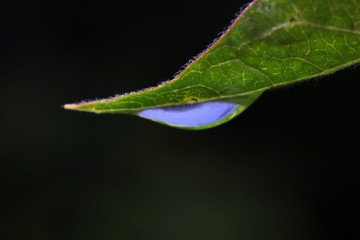 Water drops on the green leaves