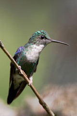 Crowned Woodnymph (Thalurania colombica) on branch, Alambi Cloudforest, Ecuador