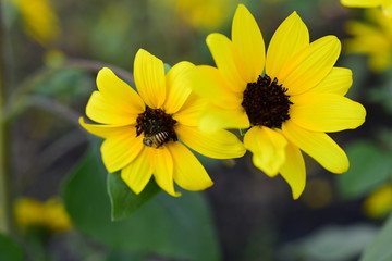 Obraz premium Beautiful flowers in the garden Blooming in the summer.Landscaped Formal Garden 