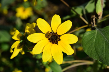 Beautiful flowers in the garden Blooming in the summer.Landscaped Formal Garden	