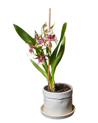 Blooming Cambria Beallara Eurostar in a pot, isolated, on a white background.