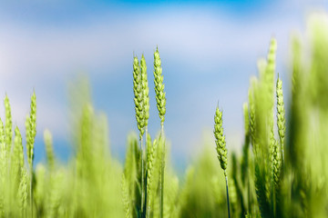 Green wheat closeup in a field - obrazy, fototapety, plakaty