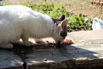 Naklejka na ściany i meble Stray cat eating dry cat food outside