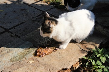 Stray cat eating dry cat food outside