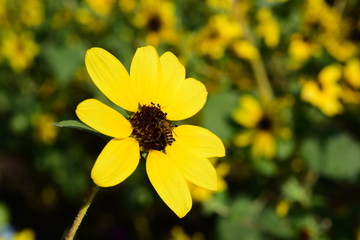 Beautiful flowers in the garden Blooming in the summer.Landscaped Formal Garden	